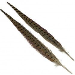 Plumas de Faisán (2 Plumas por sobre)