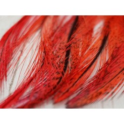 Plumas Gallo de León Rojos (3un)